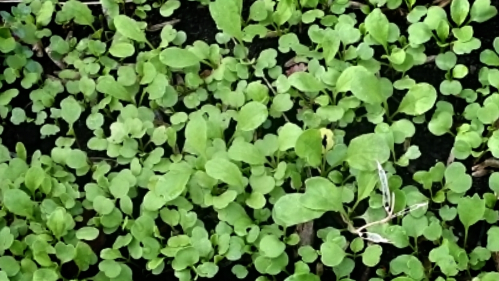 f:id:eatgarden:20150629085300j:plain f:id:eatgarden:20150629085300j:plain