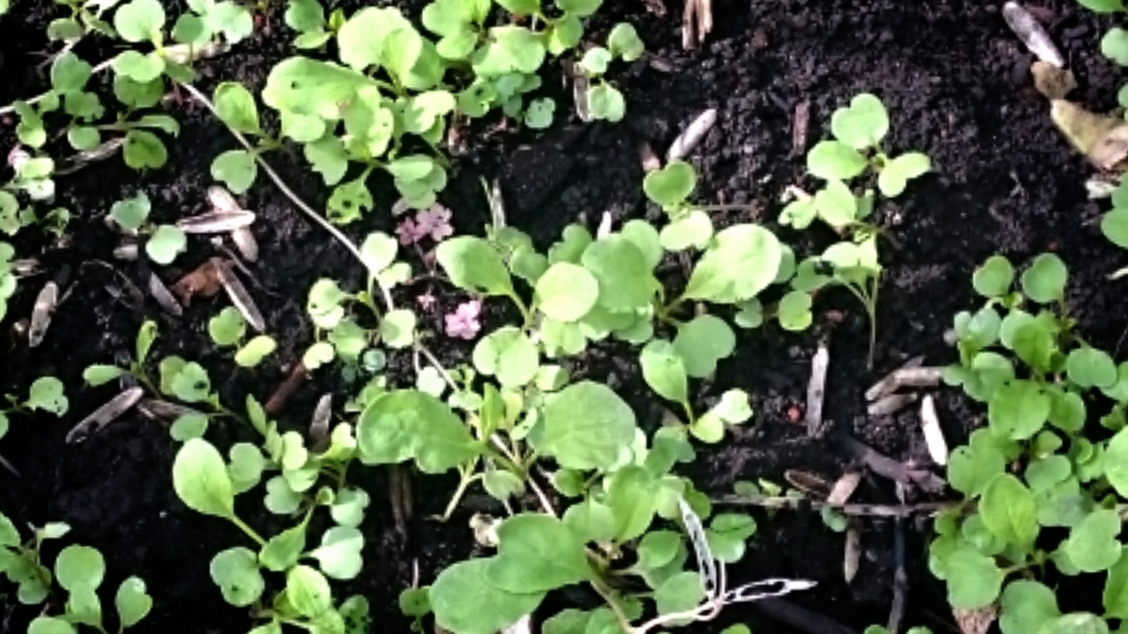 f:id:eatgarden:20150629085326j:plain f:id:eatgarden:20150629085326j:plain