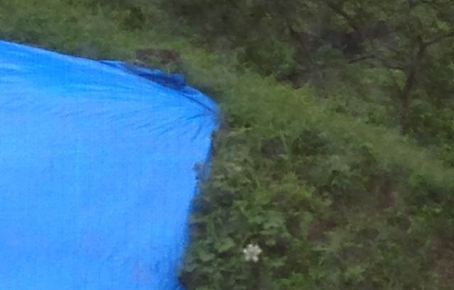 f:id:ebiharaism:20150703185522j:image f:id:ebiharaism:20150703185522j:image