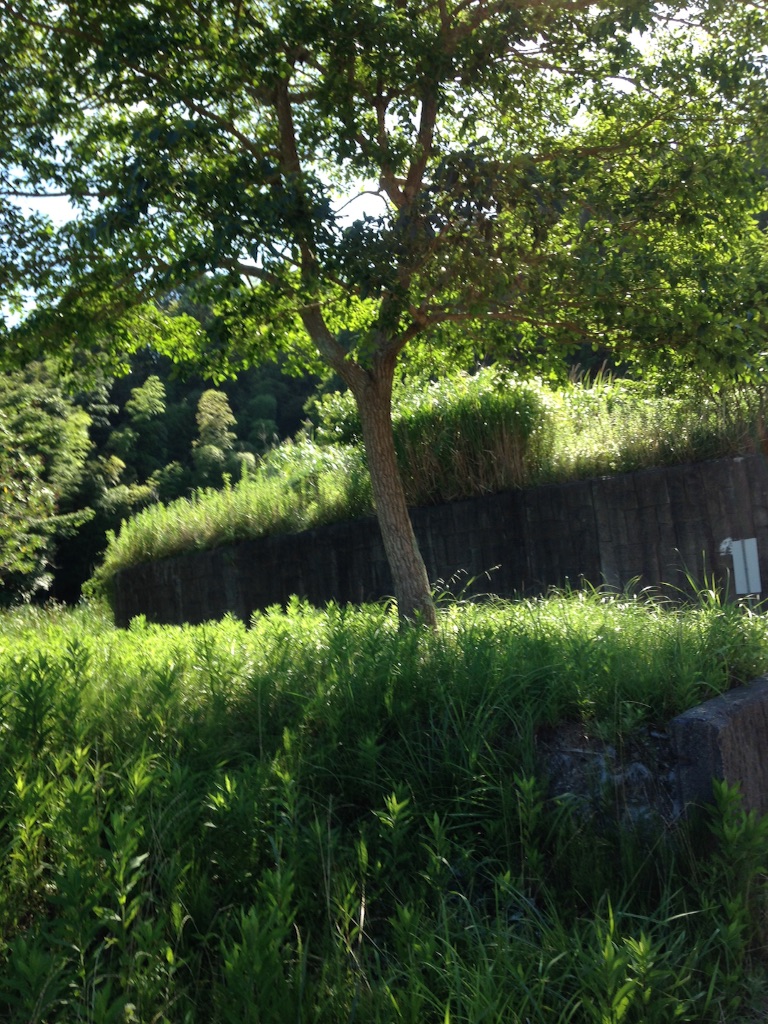 f:id:ebiharaism:20150727213117j:image f:id:ebiharaism:20150727213117j:image