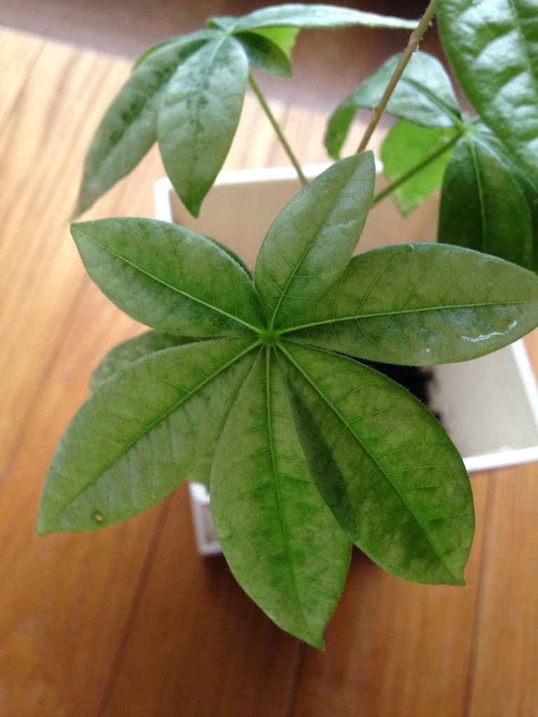 f:id:ebiharaism:20150925143414j:image f:id:ebiharaism:20150925143414j:image
