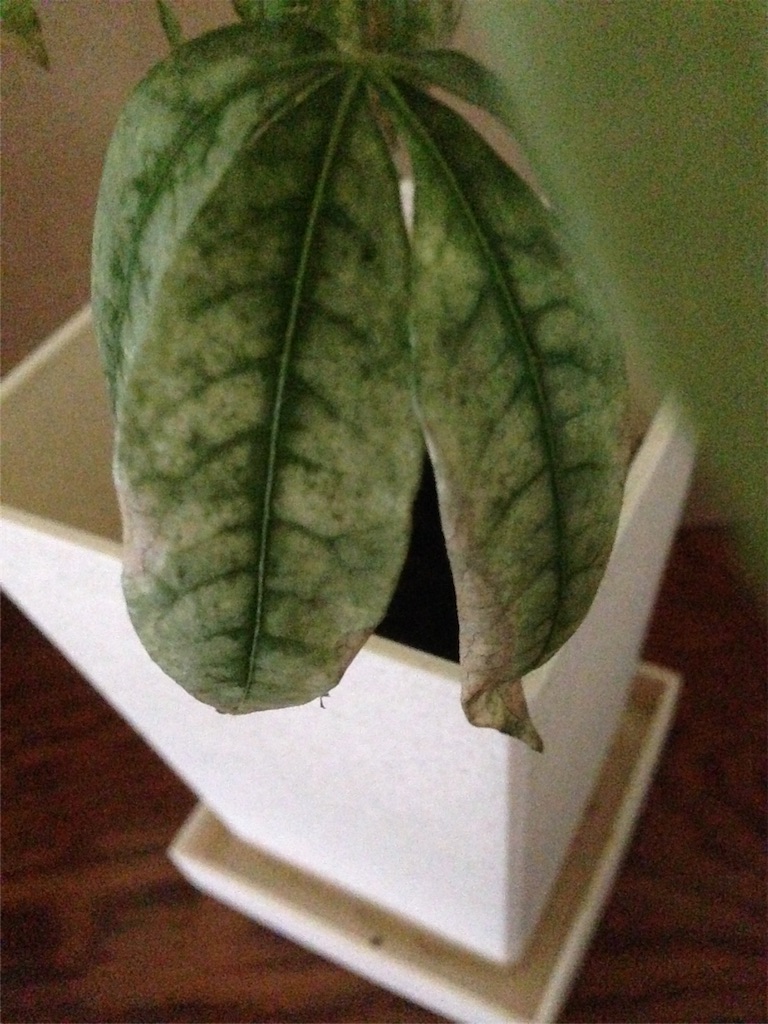 f:id:ebiharaism:20151001205326j:image f:id:ebiharaism:20151001205326j:image