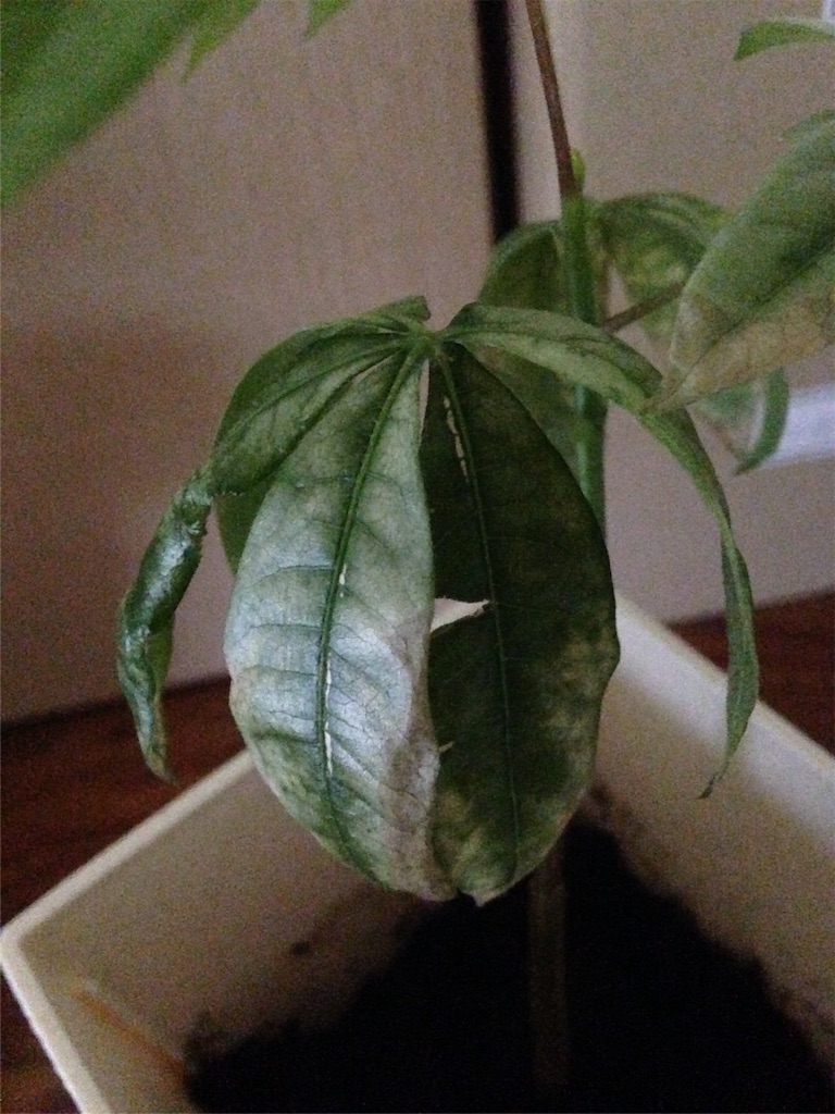 f:id:ebiharaism:20151001205400j:image f:id:ebiharaism:20151001205400j:image