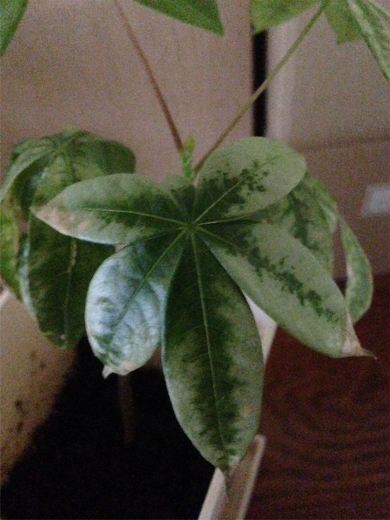 f:id:ebiharaism:20151001205417j:image f:id:ebiharaism:20151001205417j:image