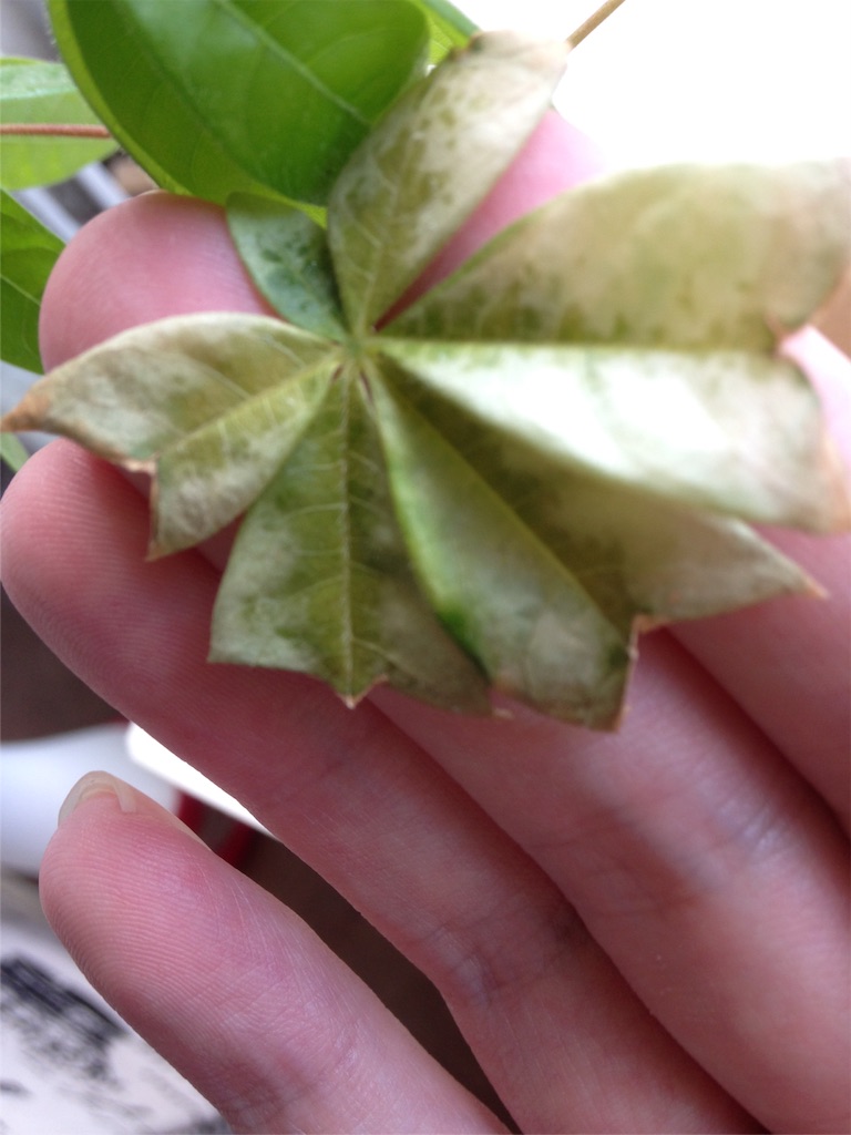 f:id:ebiharaism:20151024183114j:image f:id:ebiharaism:20151024183114j:image