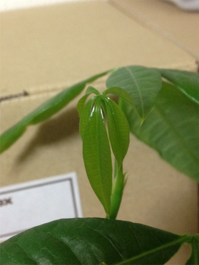 f:id:ebiharaism:20151031183154j:image