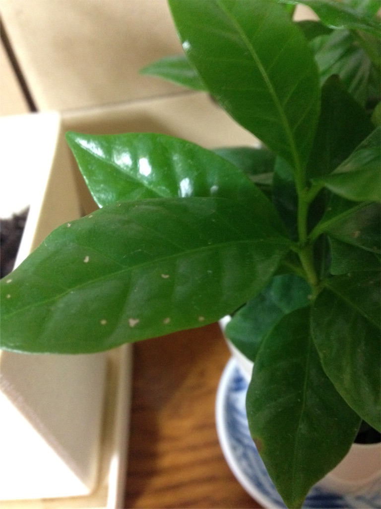 f:id:ebiharaism:20151126212416j:image