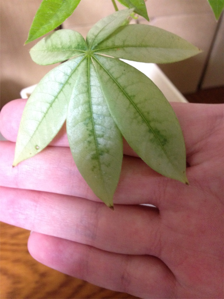 f:id:ebiharaism:20151214192048j:image