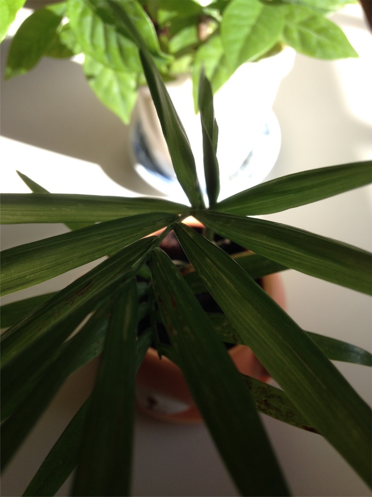 f:id:ebiharaism:20151220190227j:image f:id:ebiharaism:20151220190227j:image