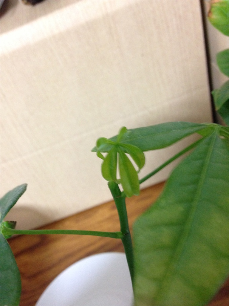 f:id:ebiharaism:20160120182639j:image