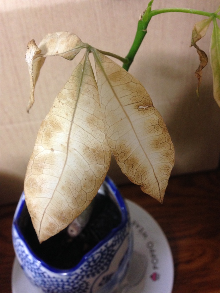 f:id:ebiharaism:20160401190409j:image