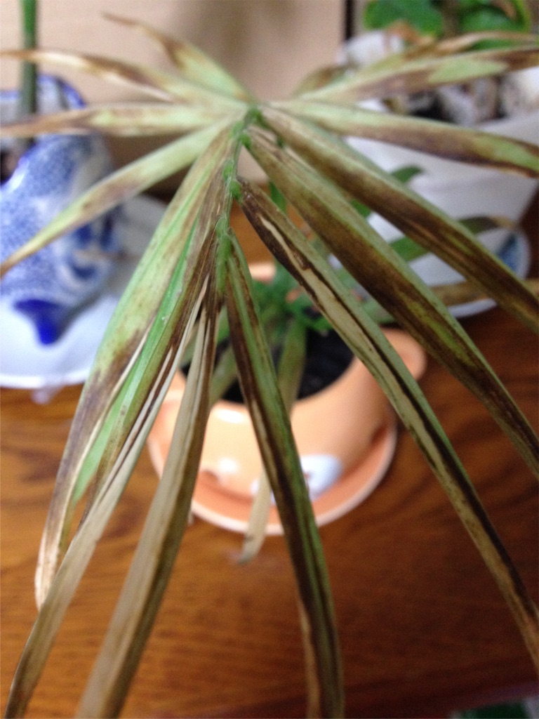 f:id:ebiharaism:20160401190434j:image