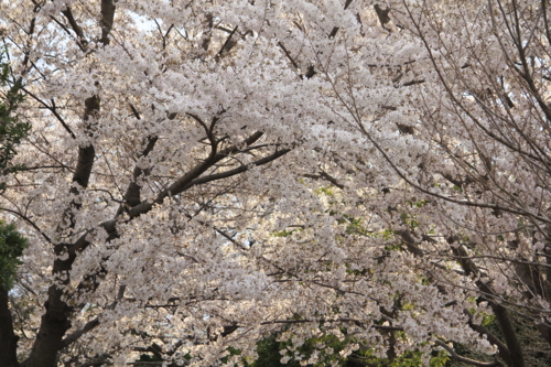 f:id:egyo2nd:20110410162550j:image:w180 f:id:egyo2nd:20110410162550j:image:w180