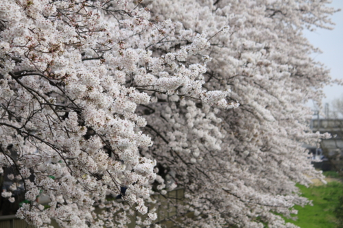 f:id:egyo2nd:20110410163927j:image:w180 f:id:egyo2nd:20110410163927j:image:w180