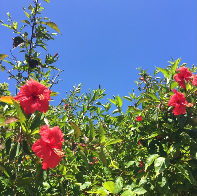 f:id:eikukataoka:20150712221107j:plain f:id:eikukataoka:20150712221107j:plain