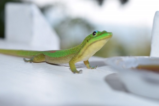 f:id:ek0901:20160204092831j:plain f:id:ek0901:20160204092831j:plain