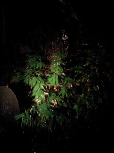 f:id:eliet0909:20080814193240j:image