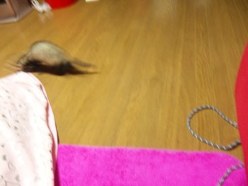 f:id:eliet0909:20100307201250j:image