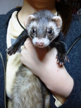 f:id:eliet0909:20100307201844j:image