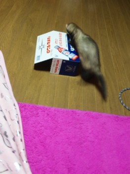 f:id:eliet0909:20100307202447j:image