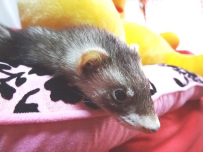 f:id:eliet0909:20120728173046j:image f:id:eliet0909:20120728173046j:image