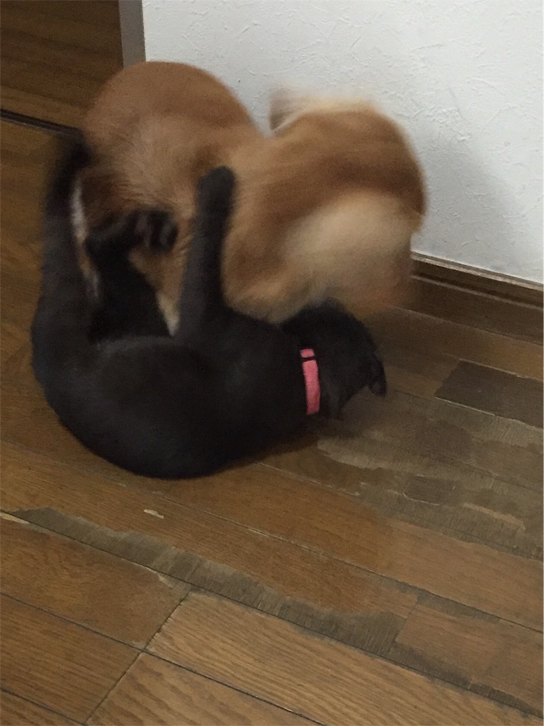 f:id:emikana:20151023093648j:image f:id:emikana:20151023093648j:image
