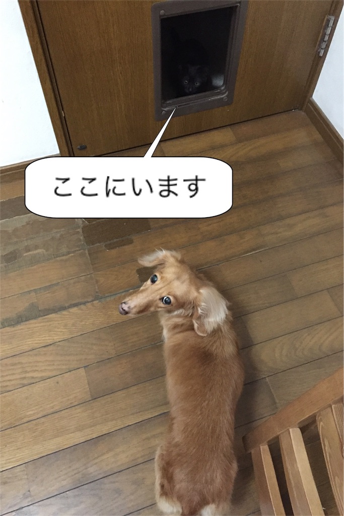 f:id:emikana:20151023093752j:image f:id:emikana:20151023093752j:image