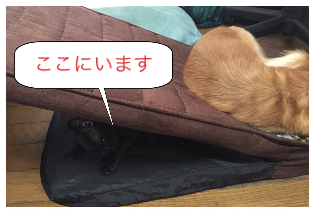 f:id:emikana:20151023093841j:image f:id:emikana:20151023093841j:image