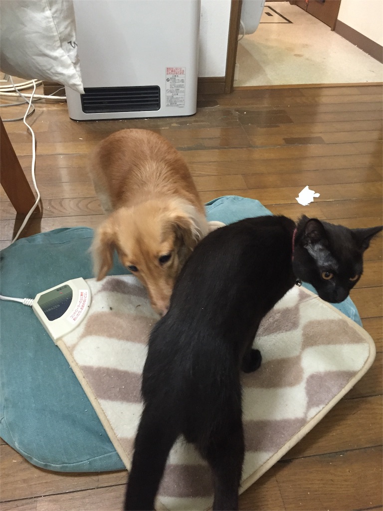 f:id:emikana:20151130135717j:image f:id:emikana:20151130135717j:image