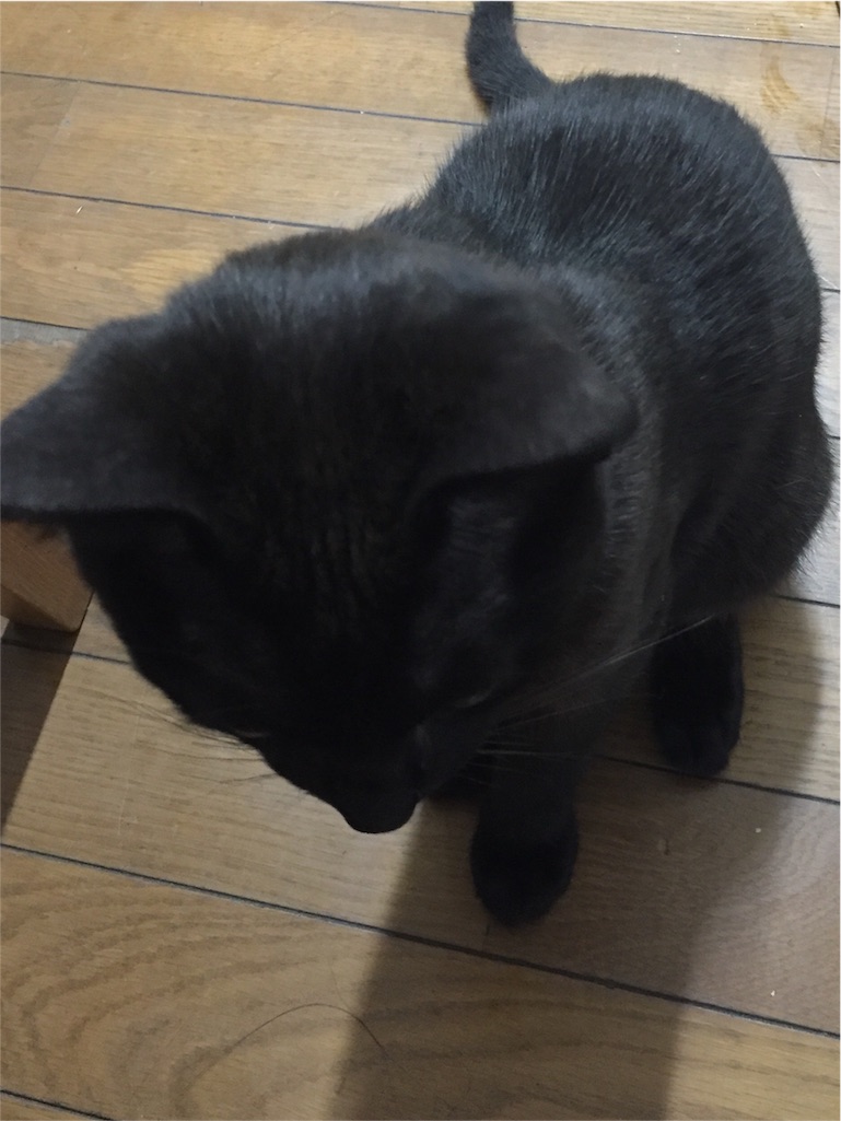 f:id:emikana:20151212174637j:image f:id:emikana:20151212174637j:image