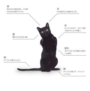 f:id:emikana:20151223074404j:plain f:id:emikana:20151223074404j:plain