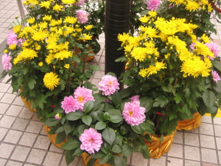 f:id:emileung:20100209170058j:image f:id:emileung:20100209170058j:image