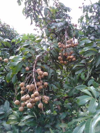 f:id:emileung:20100808150753j:image f:id:emileung:20100808150753j:image