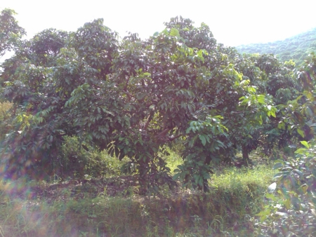 f:id:emileung:20100808152158j:image f:id:emileung:20100808152158j:image