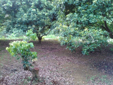 f:id:emileung:20100808161248j:image f:id:emileung:20100808161248j:image