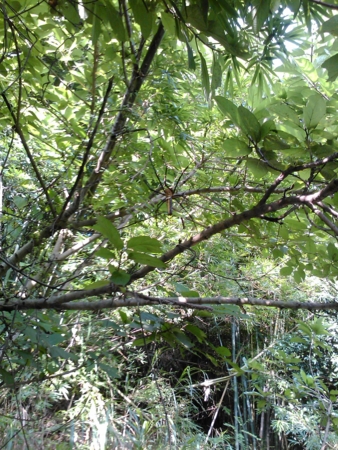f:id:emileung:20100808164947j:image f:id:emileung:20100808164947j:image