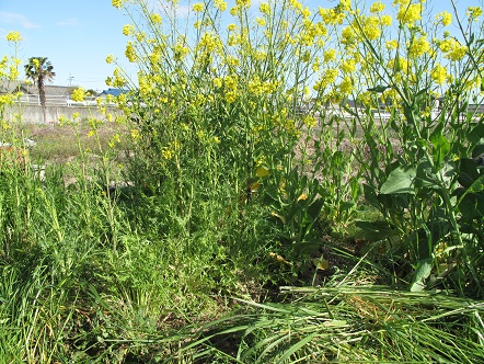 f:id:emtown:20160326083949j:plain f:id:emtown:20160326083949j:plain