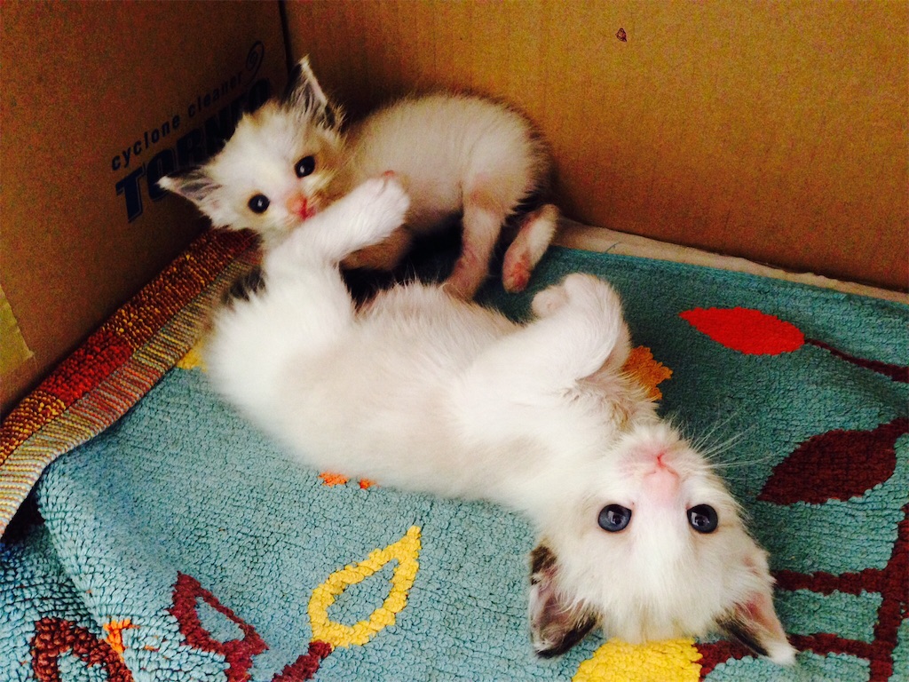 f:id:emu-late:20151113100024j:image f:id:emu-late:20151113100024j:image