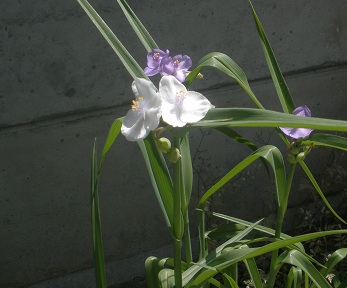 f:id:emukobb:20130525103859j:plain f:id:emukobb:20130525103859j:plain