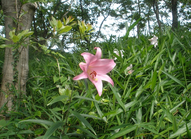 f:id:emukobb:20130610103145j:plain f:id:emukobb:20130610103145j:plain