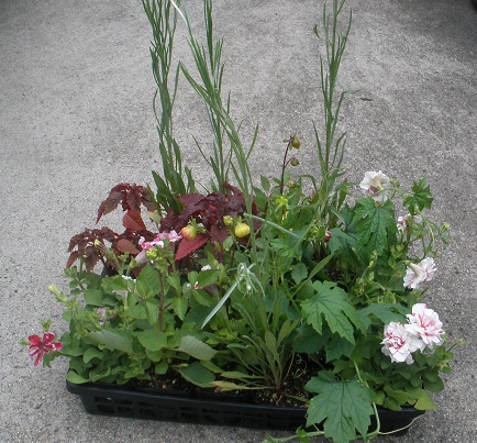 f:id:emukobb:20130610123553j:plain f:id:emukobb:20130610123553j:plain