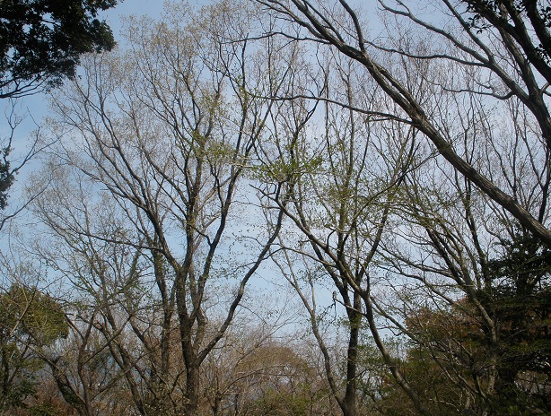 f:id:emukobb:20140407125536j:plain