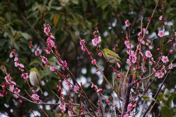 f:id:emukobb:20150303140433j:plain f:id:emukobb:20150303140433j:plain