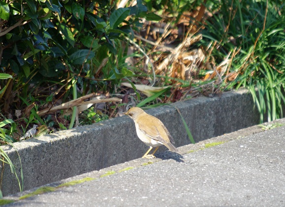 f:id:emukobb:20160228104508j:plain