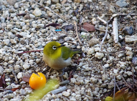 f:id:emukobb:20160312171441j:plain f:id:emukobb:20160312171441j:plain