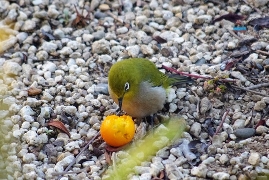 f:id:emukobb:20160312172232j:plain f:id:emukobb:20160312172232j:plain