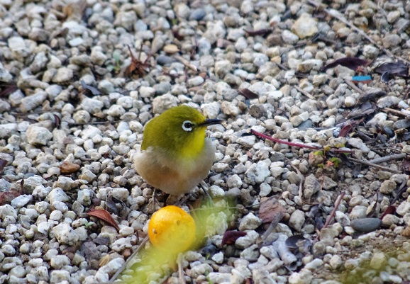 f:id:emukobb:20160312172248j:plain f:id:emukobb:20160312172248j:plain