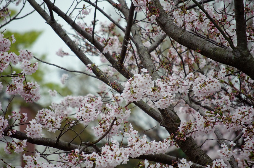 f:id:emukobb:20160403085459j:plain f:id:emukobb:20160403085459j:plain