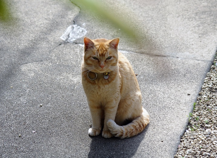 f:id:emukobb:20160409100302j:plain f:id:emukobb:20160409100302j:plain