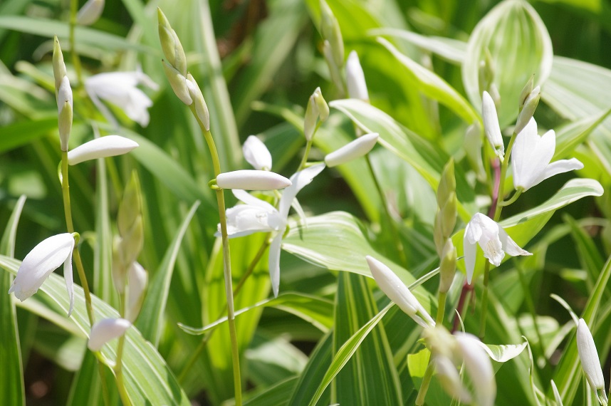 f:id:emukobb:20160501114149j:plain f:id:emukobb:20160501114149j:plain